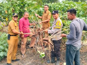 Terkendala Cuaca Ekstrem dan Hama, BUMDes Bantar Gemilang Bantar Tetap Serap Tenaga Kerja Lokal